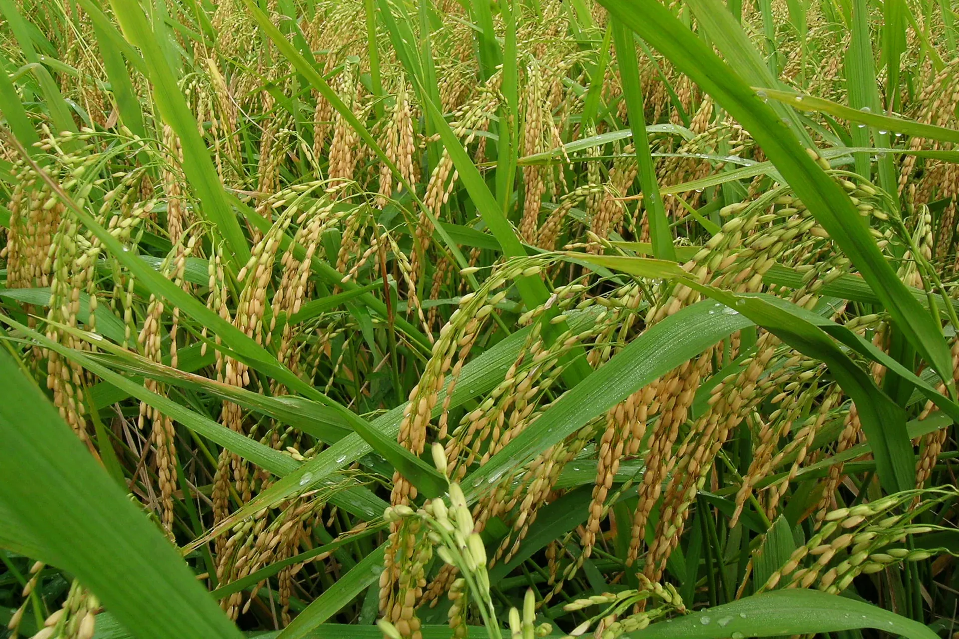 Temasek Rice Trials